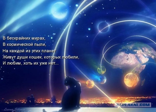 Ты слышишь, кот? Я по тебе скучаю…
