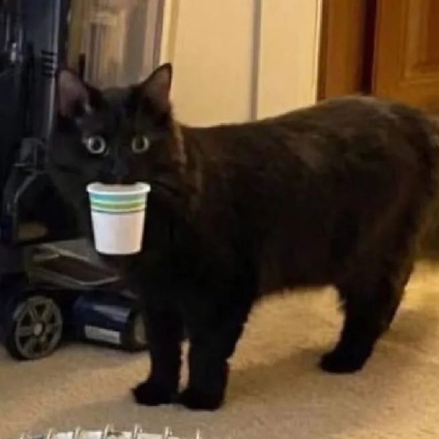 Коты-работяги