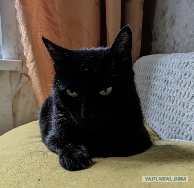 Чёрные коты не такие