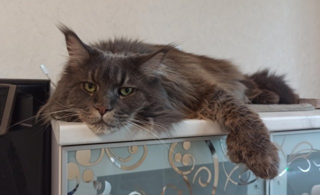 Котовторник! 16+ Коллеги-рабы, отмечаемся, у кого хозяину много лет!