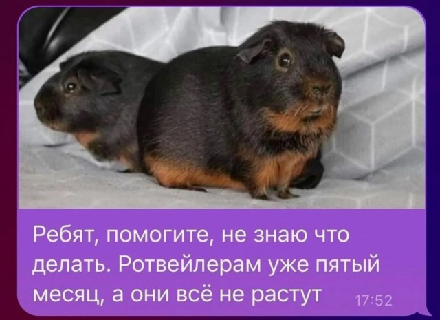 Подобрал щеночка. Подскажите, что за порода?