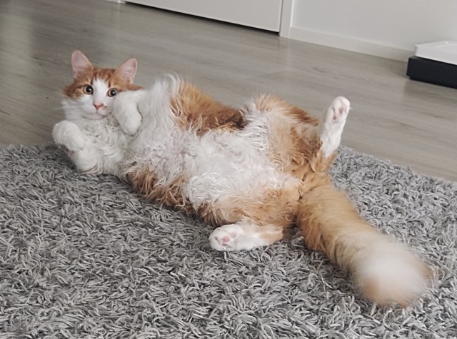 Всех с котовторником