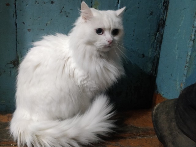 Заболел кот