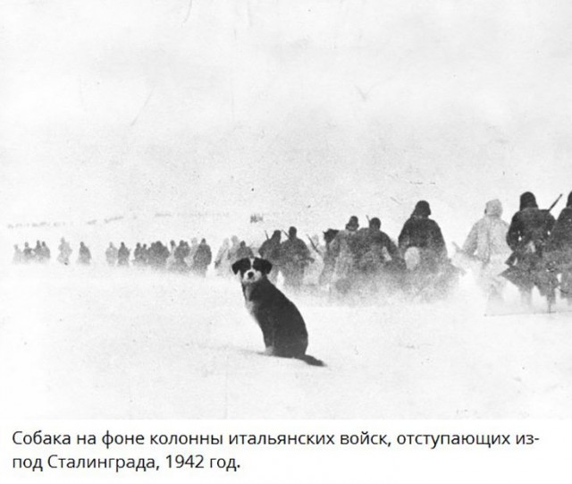 Собаки из истории в картинках
