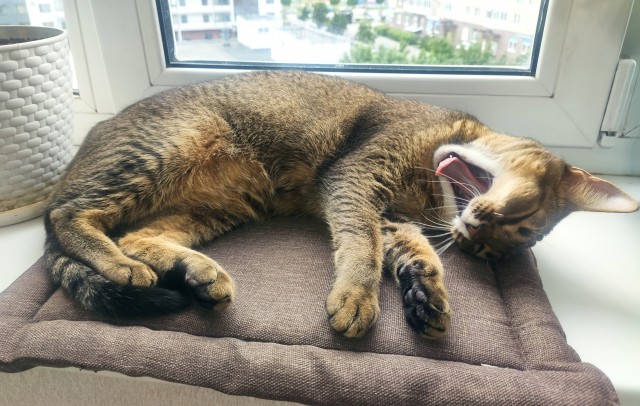 Котовторник