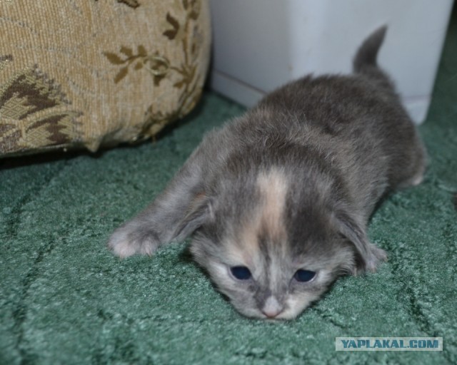 Котовторник 21.05.2013