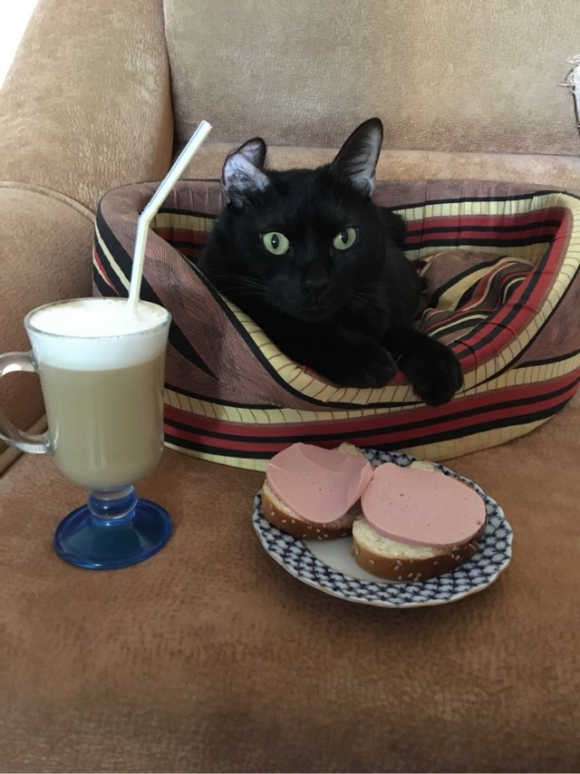 Котовторник, от мала до велика