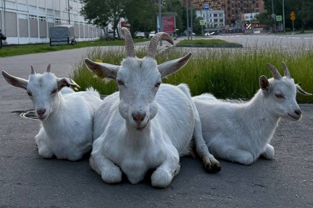 Козы в Бутово всё...