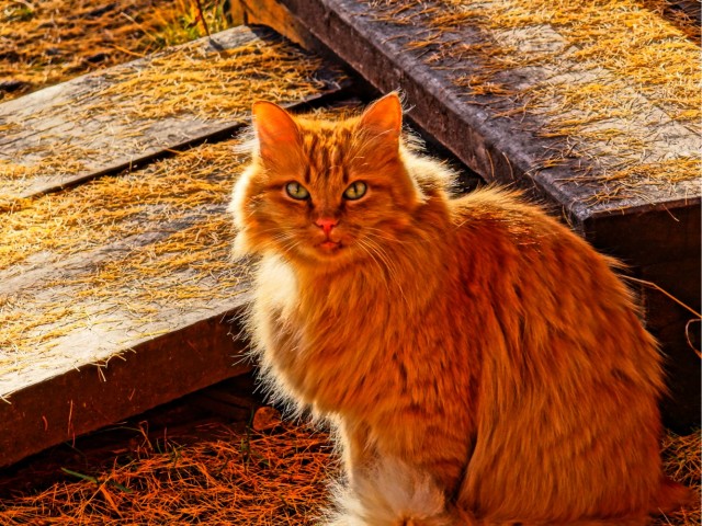 Турецкий кот.