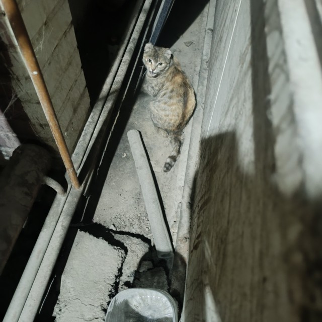 У нас теперь тоже котовторник