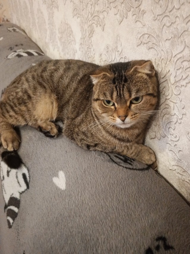 Shurup модерирует ЯП в ночь на 1 января