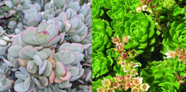 Приятель новый .