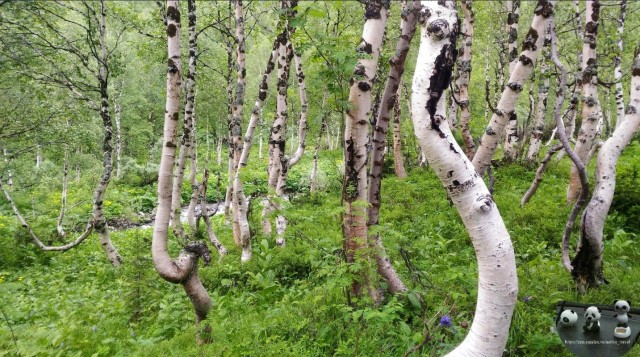 Пять жутких лесов