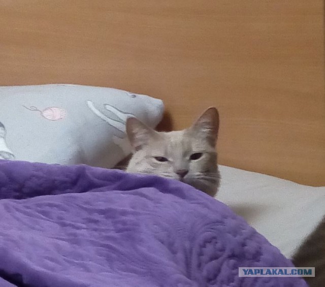 Котофторник жеж