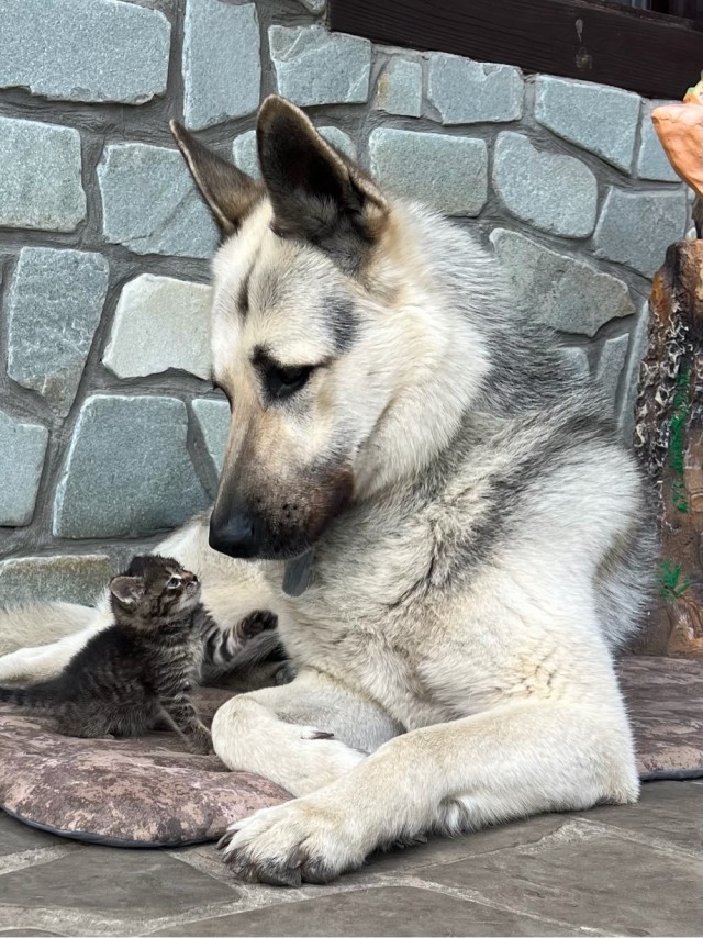 Вот так пойдешь вечерком овчарку выгулять и ....