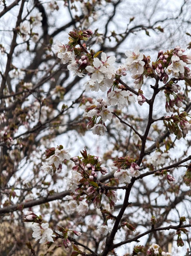В ботаническом саду Петра Великого (СПб) расцветает сакура