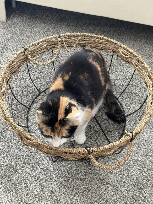 Пьяный пост для котовторника