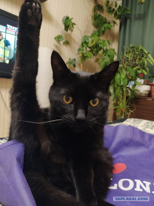 Котовторник