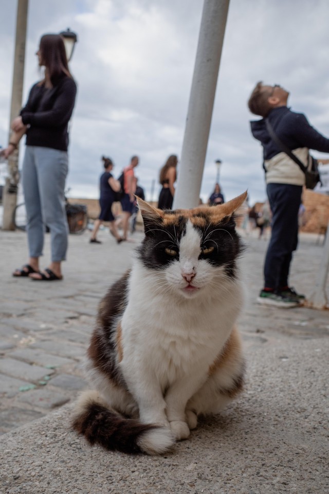 Уличные кошки острова Крит