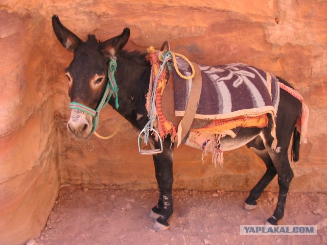 Трамвай таранит девятку с кавказцами