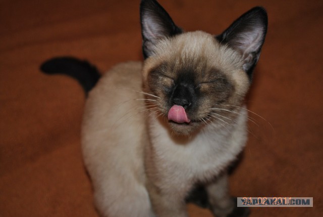 Котовторник 04.03.2014