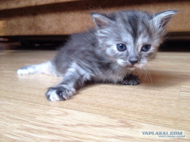Котовторник  08.04.2014