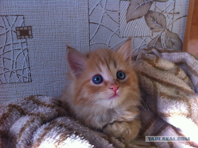 Котовторник 30.12.2014