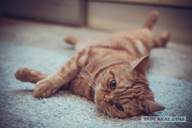 Котовторник