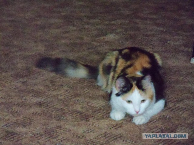 Наш Котяра