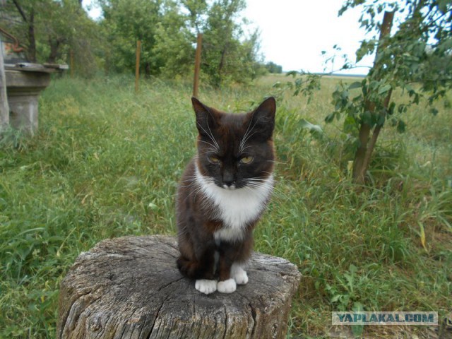 Жизнь домашнего приюта для котеек 117