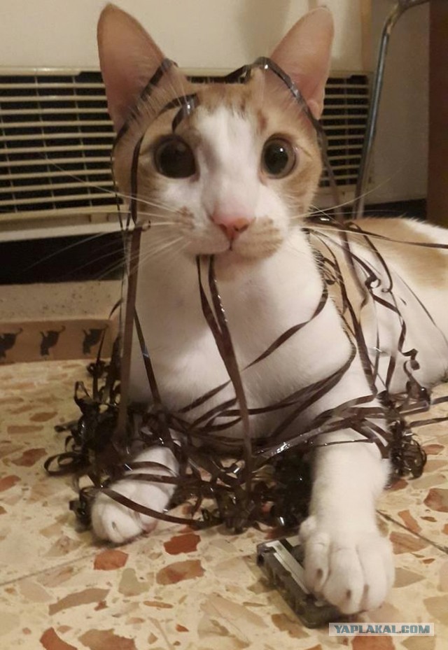 Котовторник 05.07.16