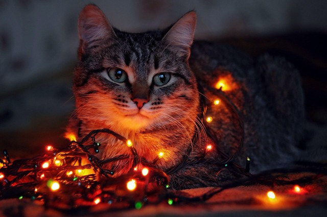 Коты из сети