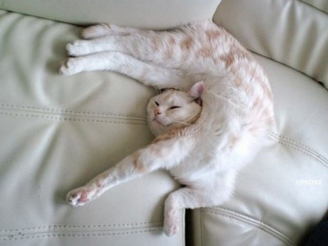 Коты и Кошки