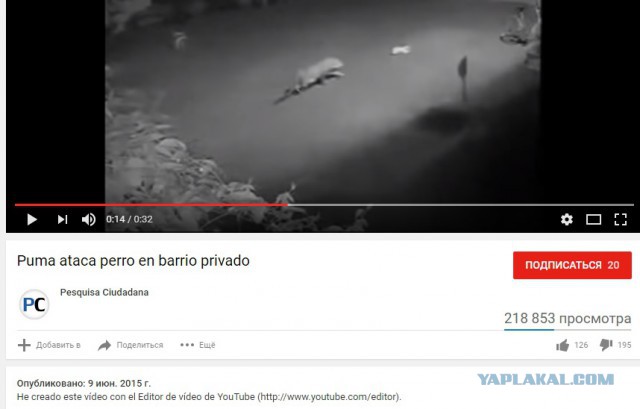 Тигр ворует собаку 18+