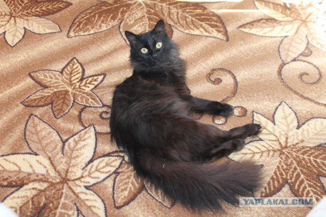Коты и Кошки