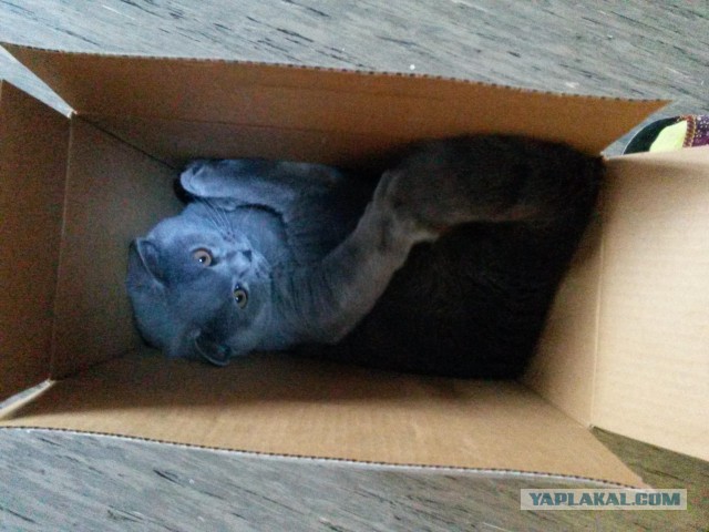 Котовторник 29.08.2017