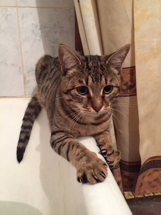 Коты и Кошки