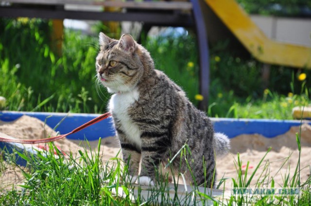 Необычный котик из Калининграда