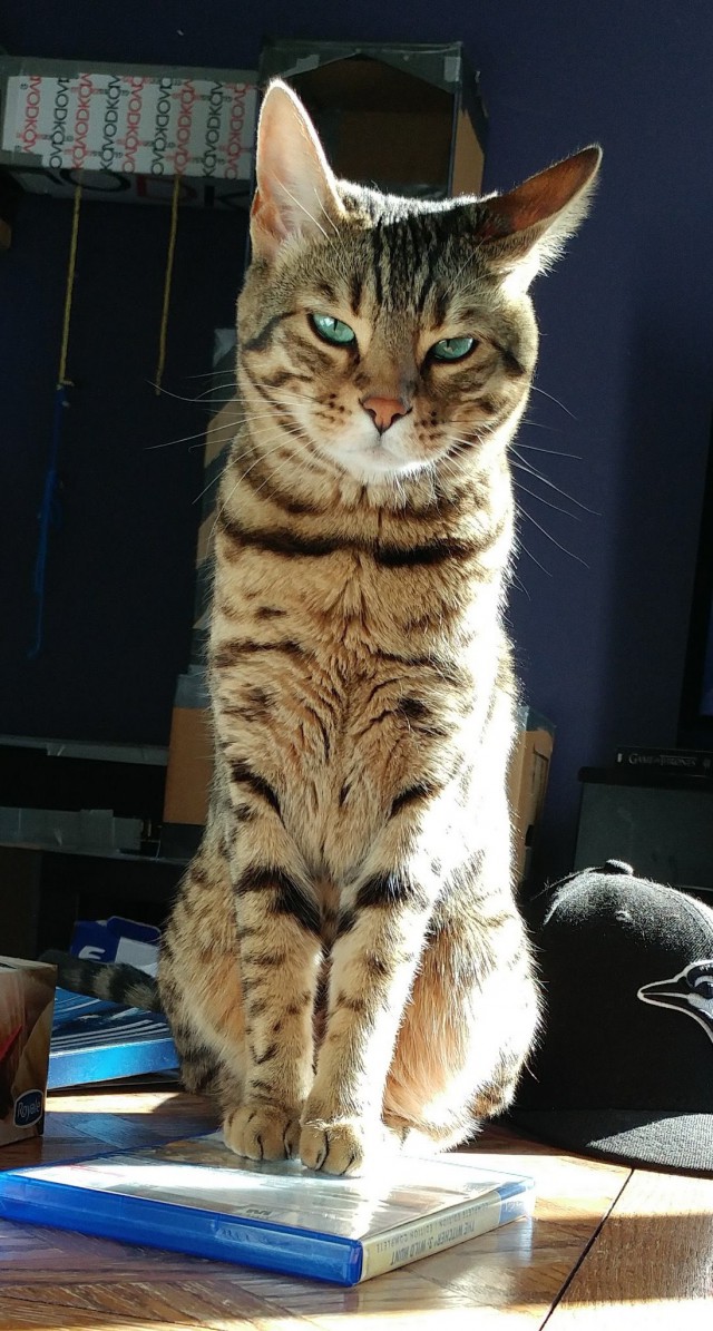 Коты и Кошки