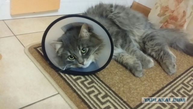 «Случайности не случайны!» Пара студентов из Серпухова нашла на дороге искалеченного кота, а дальше – 7 месяцев борьбы за жизнь…