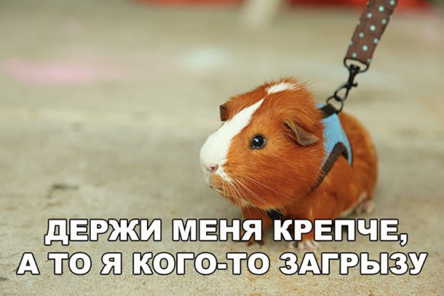 Нестандартный юмор