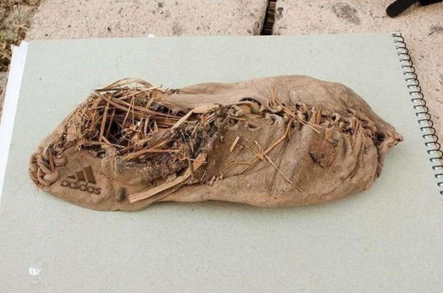 14 самых редких и интересных старых фото, которые мало кто видел