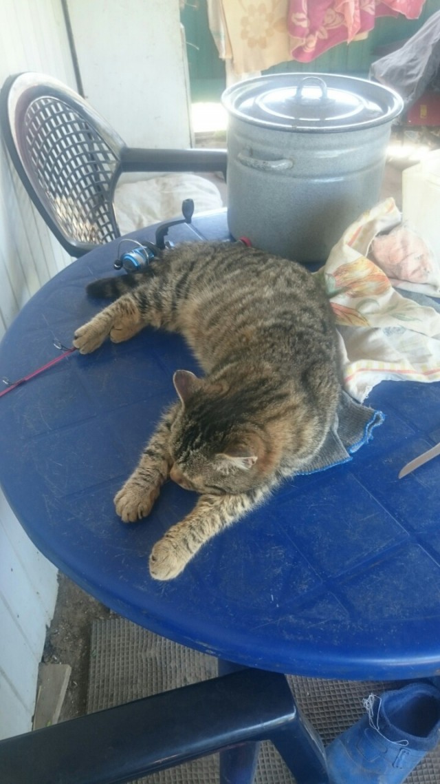 Котовторник