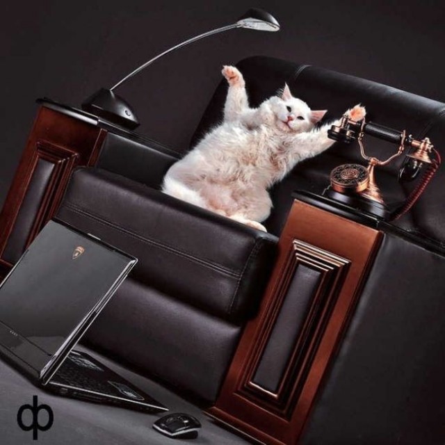Прикольные коты на среду! ОЧЕНЬ МНОГО!