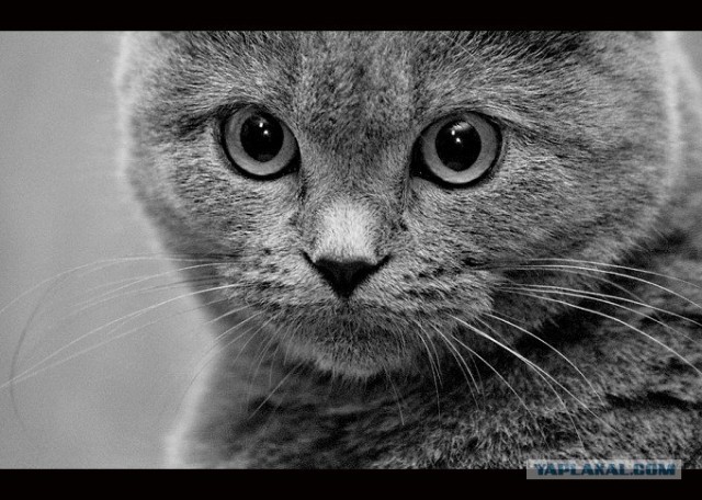 Ура, котовторник! (01.07.2008)