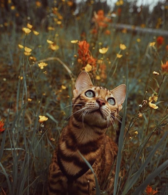 Немного милоты