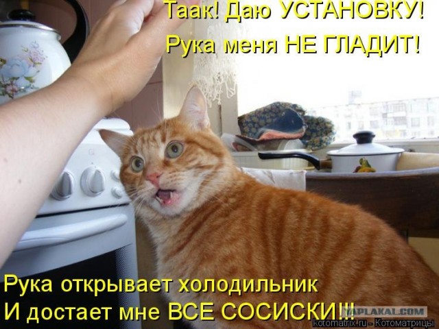 Эй! Ну погладь котика! Погладь кота