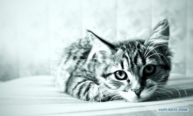 Котовторник в ЯПонии (58 фот)