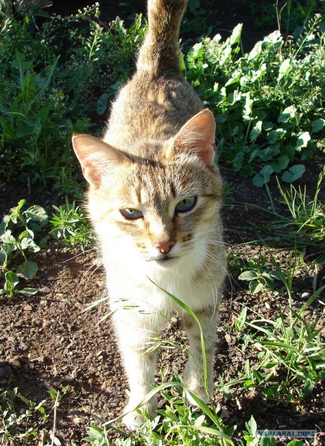 Котовторник, для любителей кошек