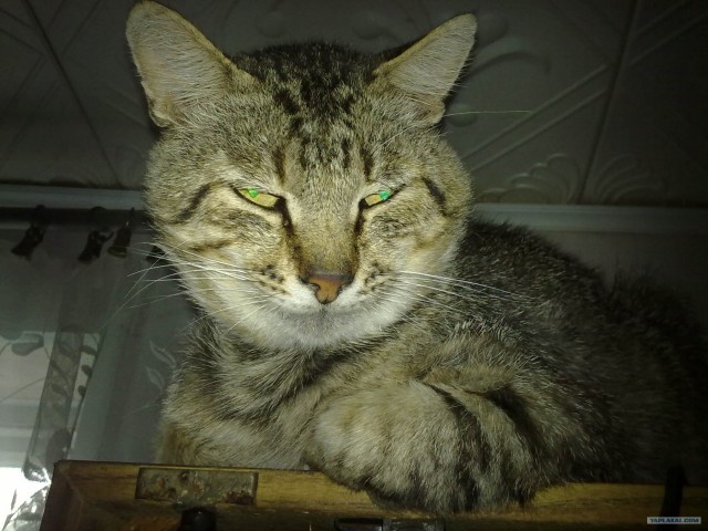 Сонный Котовторник